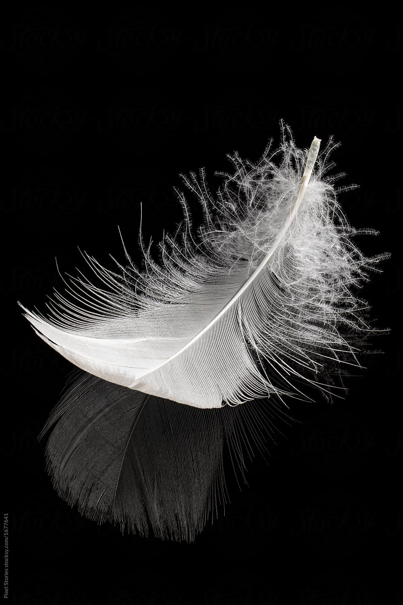 Gentle white feather on black reflective surface