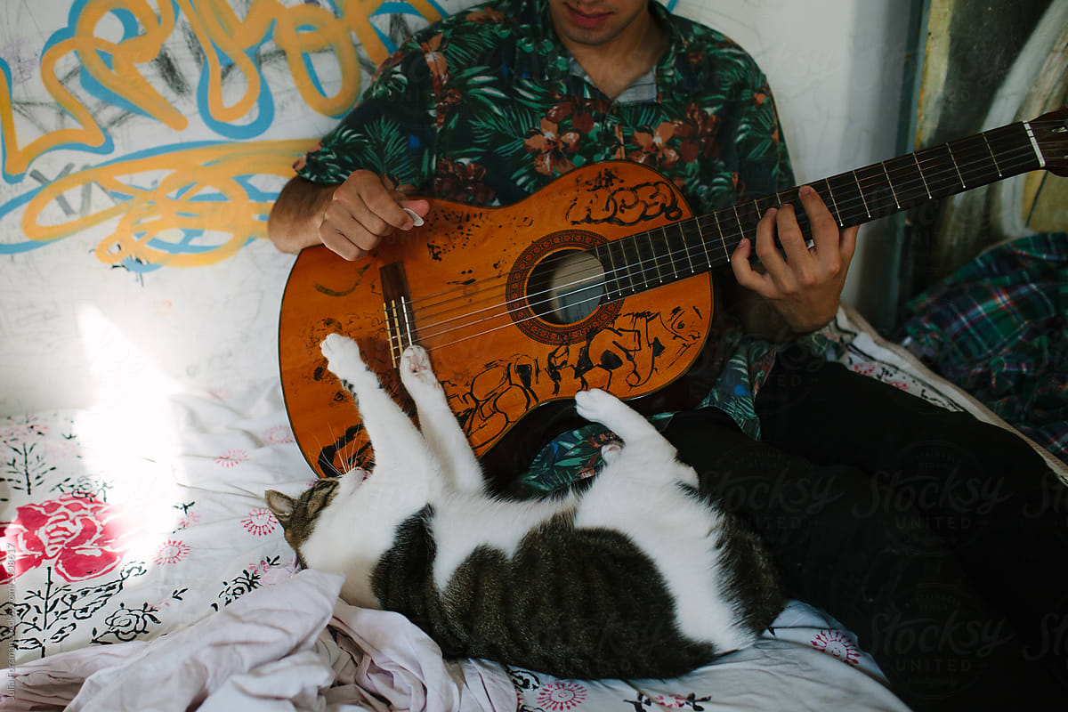 Cat playing guitar.