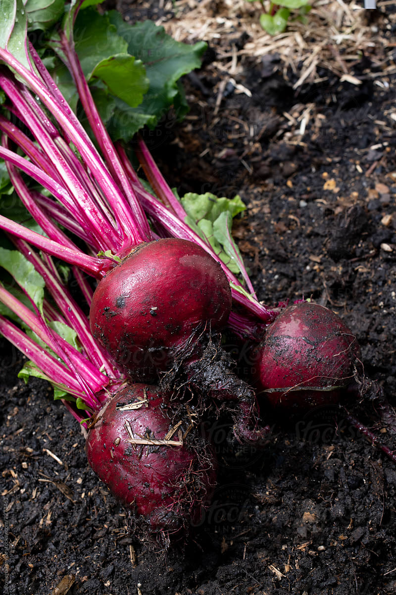 Organic beetroot just harvested from garden bed