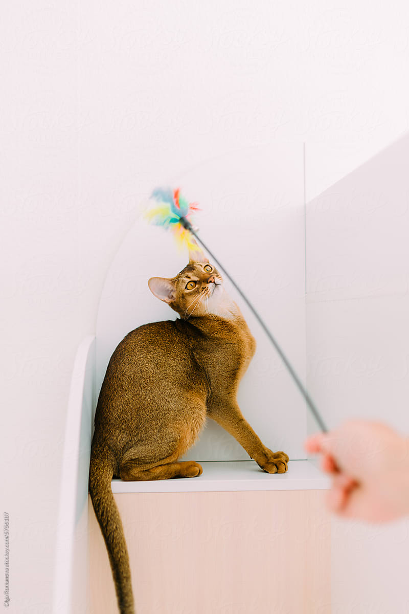 Abyssinian cat playing with unrecognizable person