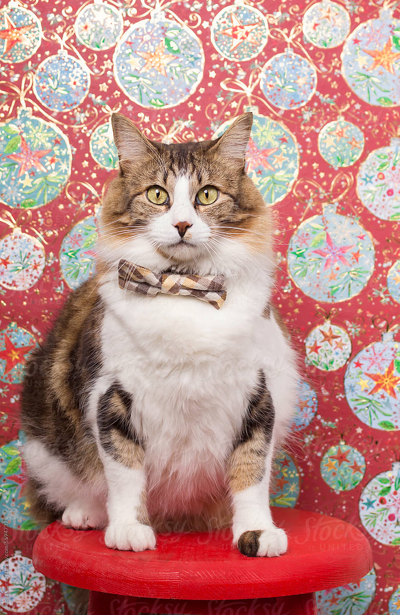 A fat cat with a bow tie in front of a Christmas background