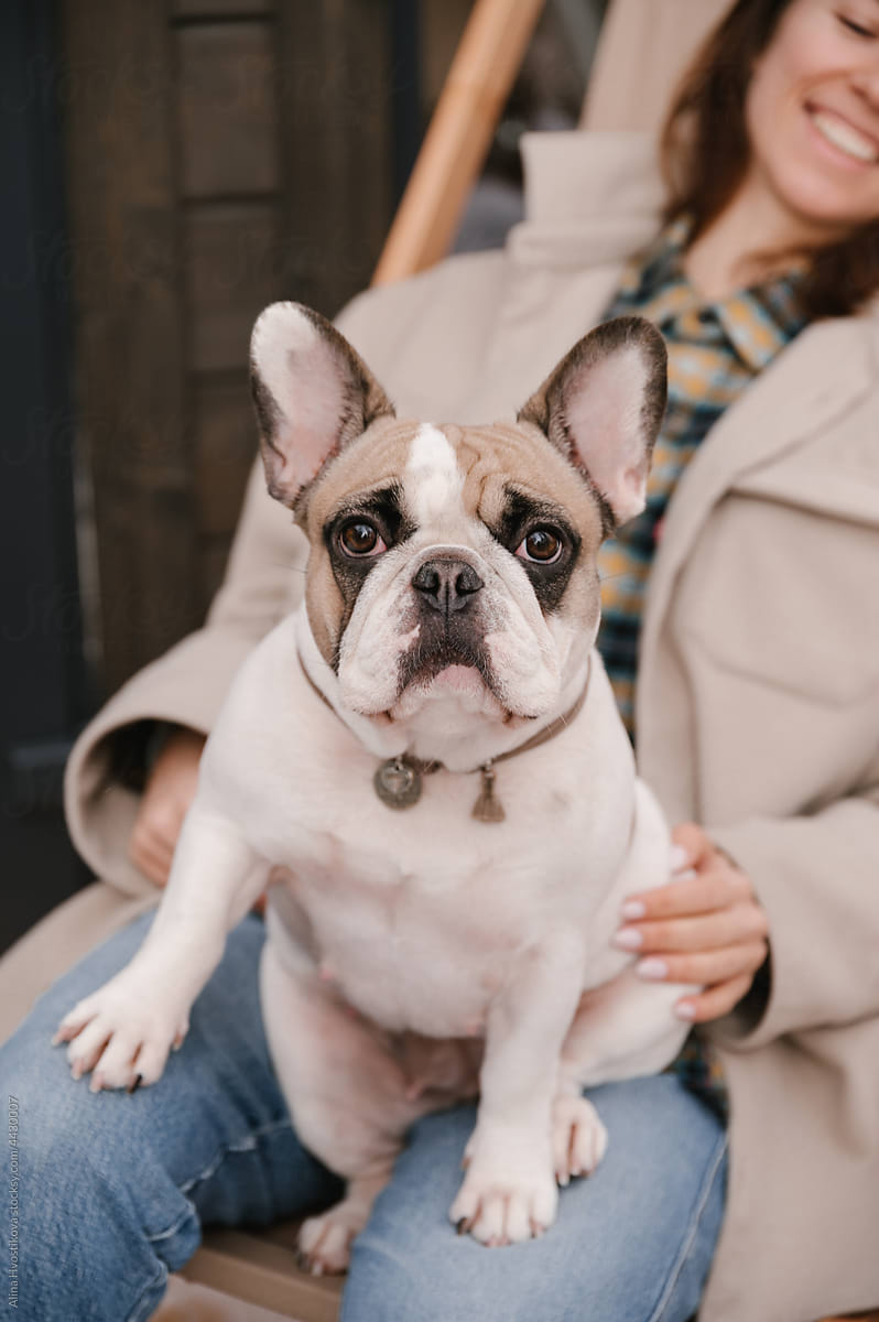 Cute French Bulldog sitting on lap of smiling woman