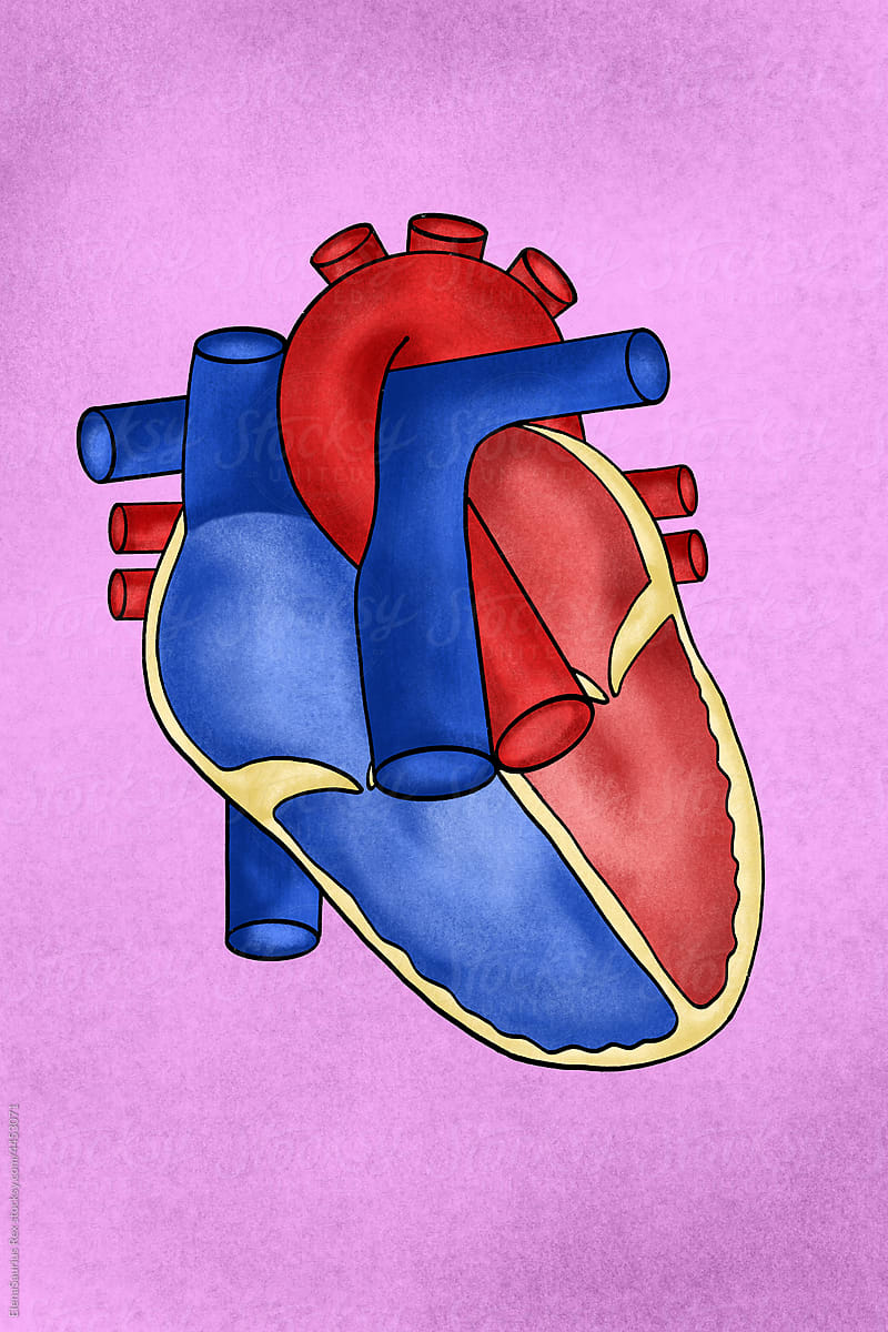 Human heart illustration, crossed section