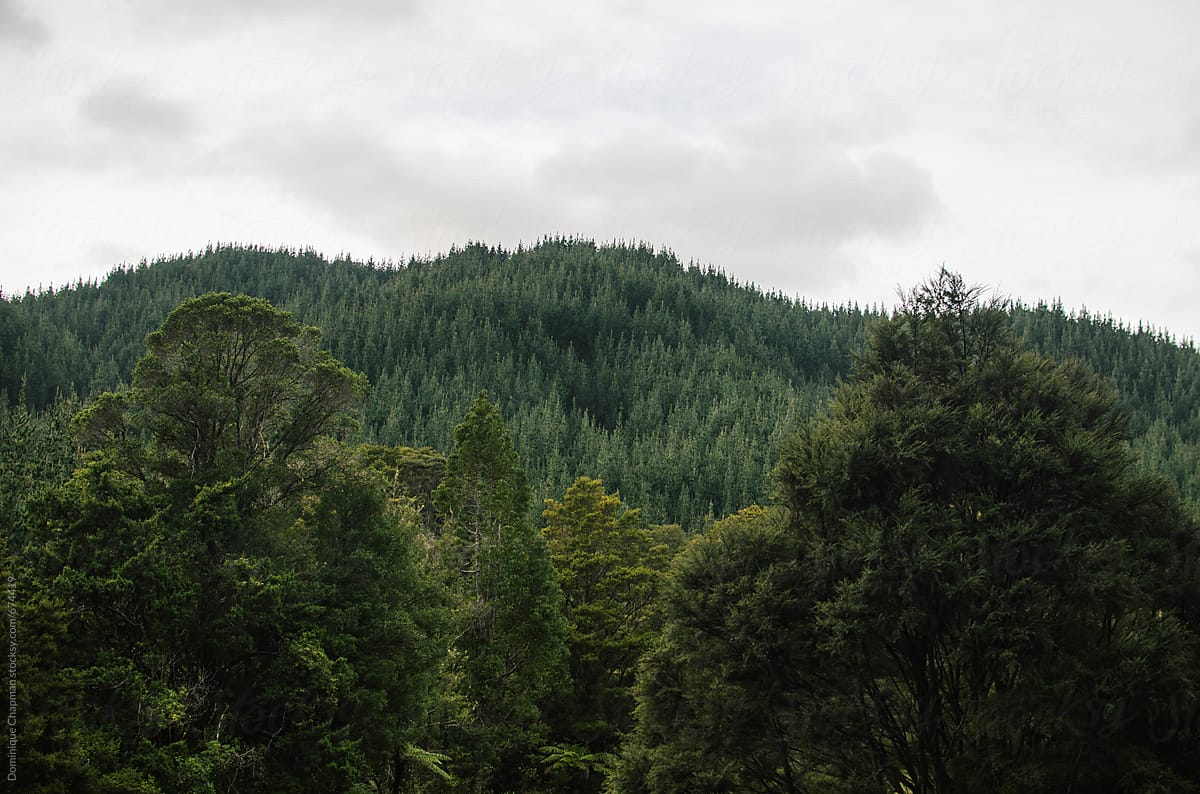 Native New Zealand forest next to farmed pine forest