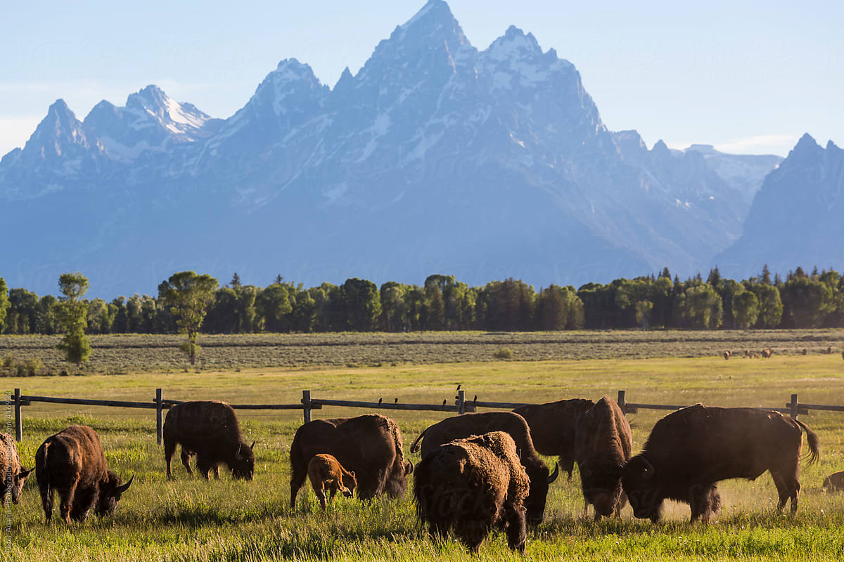 Buffalo, Grand National Wyoming, USA by Adams