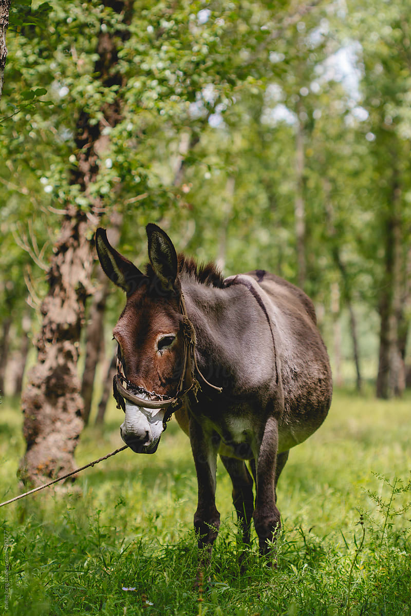 A donkey in the woods
