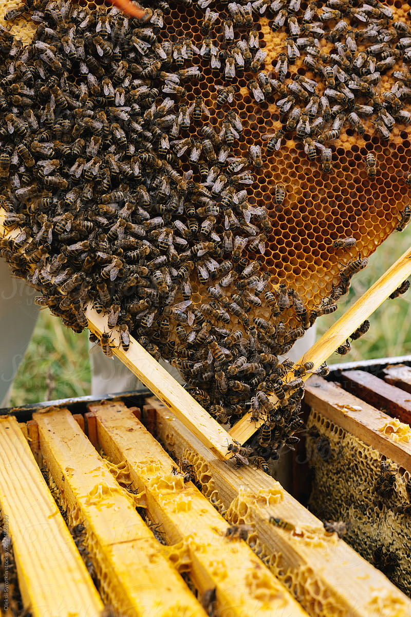 Anonymous farm honey bee frame