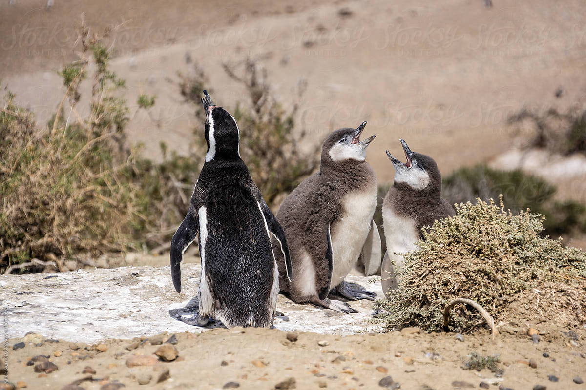 Magellanic penguin family