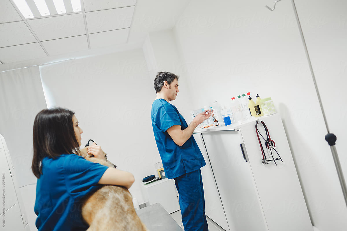 Serious male and female vet doctors treating dog in hospital