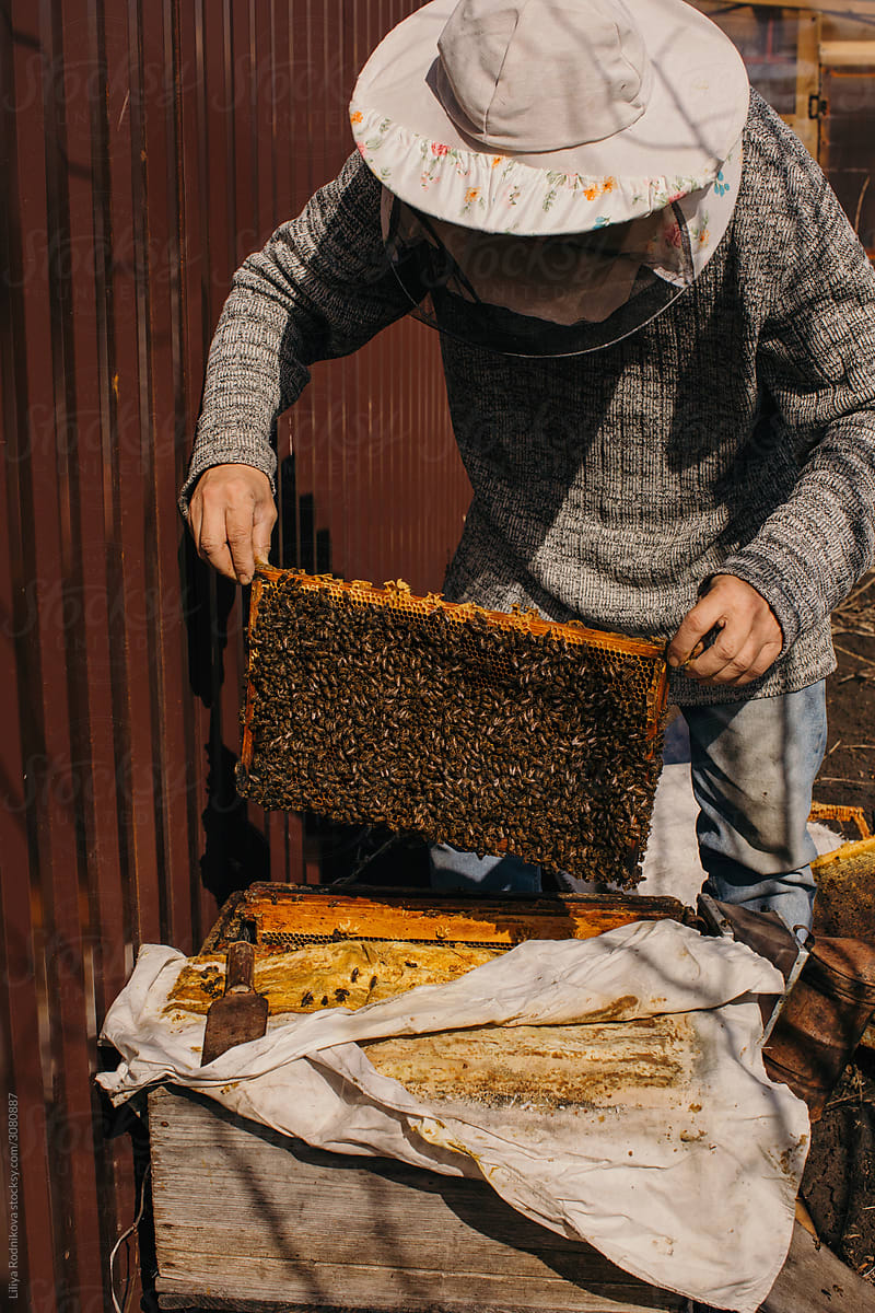 Unrecognizable beekeeper removing frame from beehive
