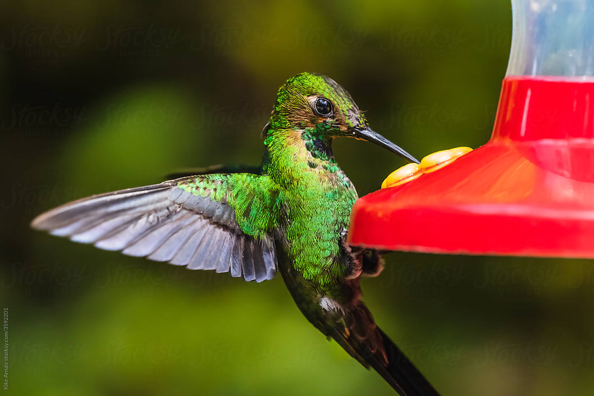 Hummingbirds in the forest of Costa Rica
