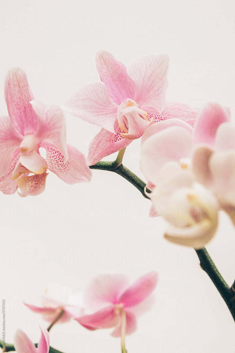 white orchids plant
