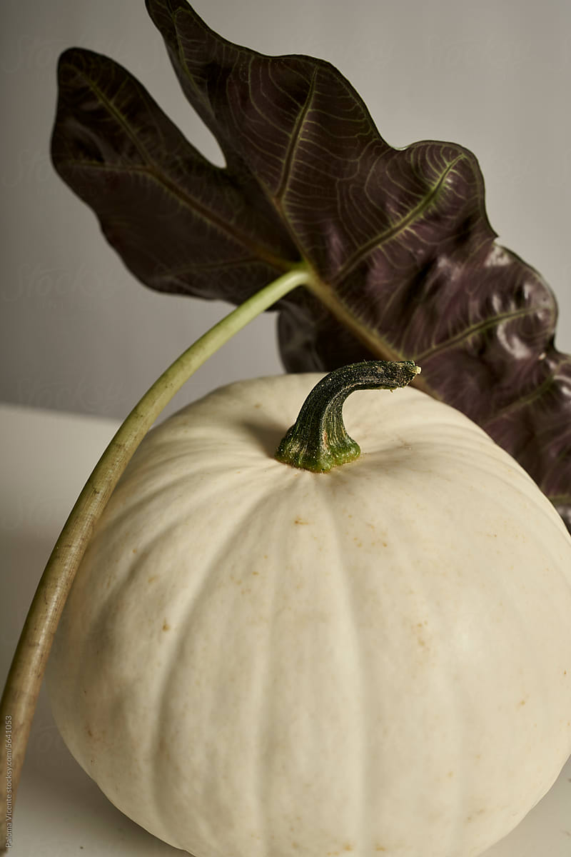 White pumpkin with a plant