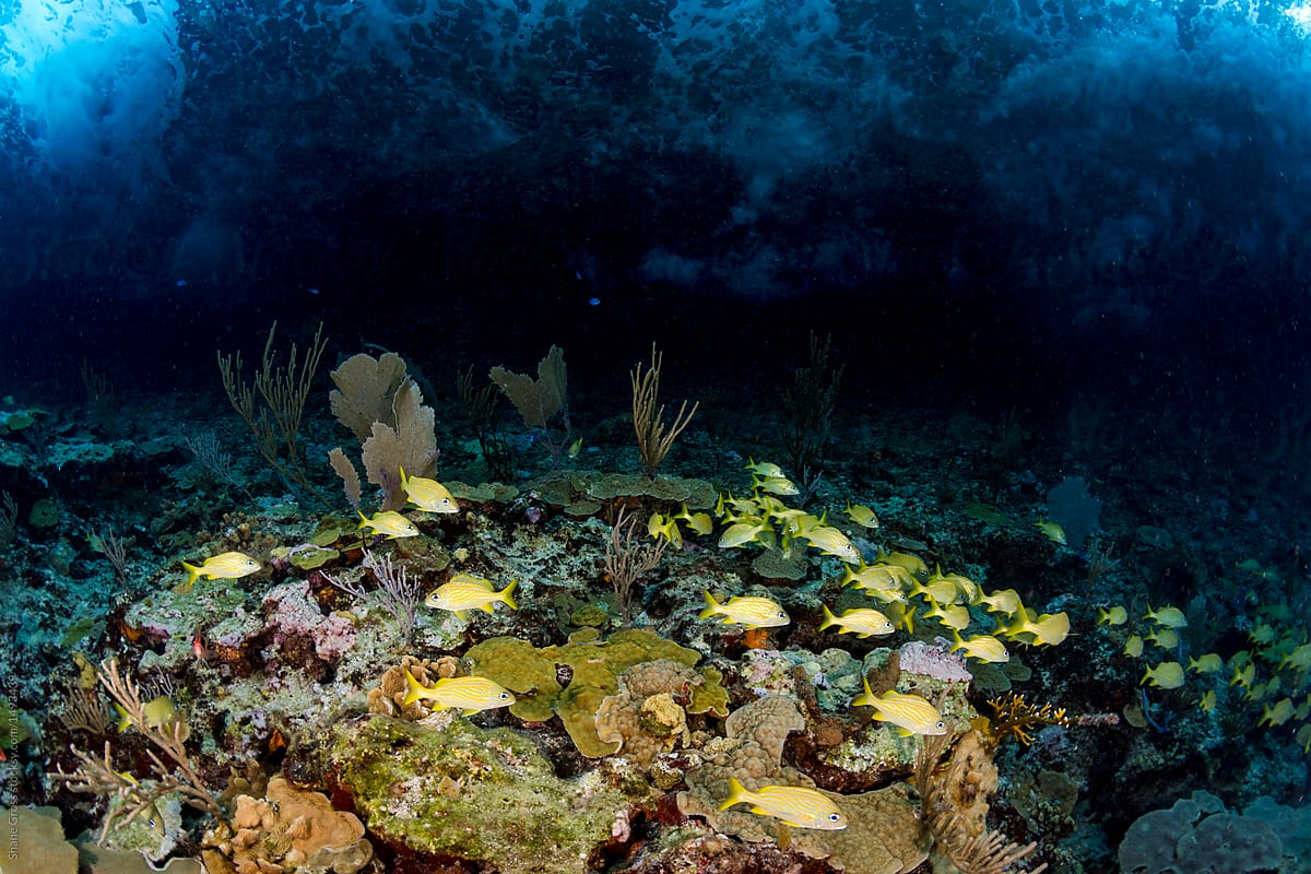 Underwater Landscape with Fish