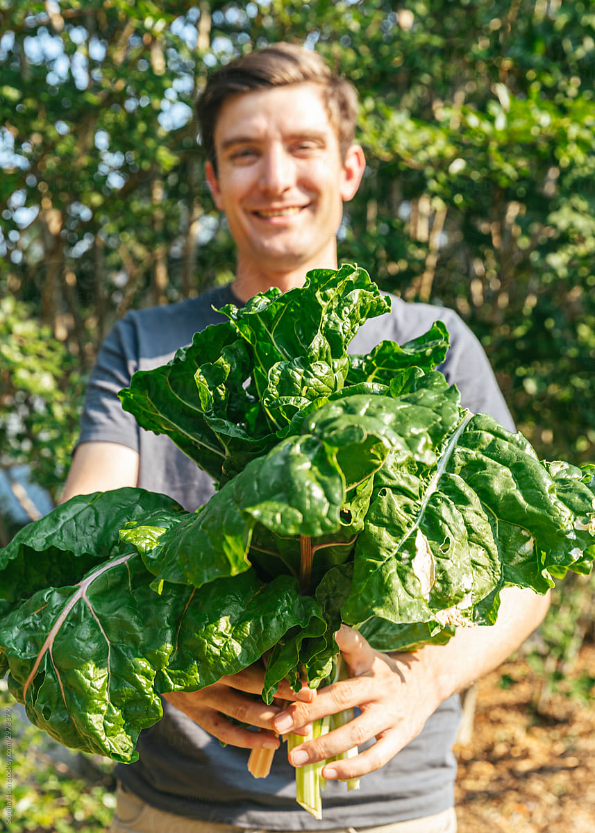 Person holding organic chard from the vegetable garden