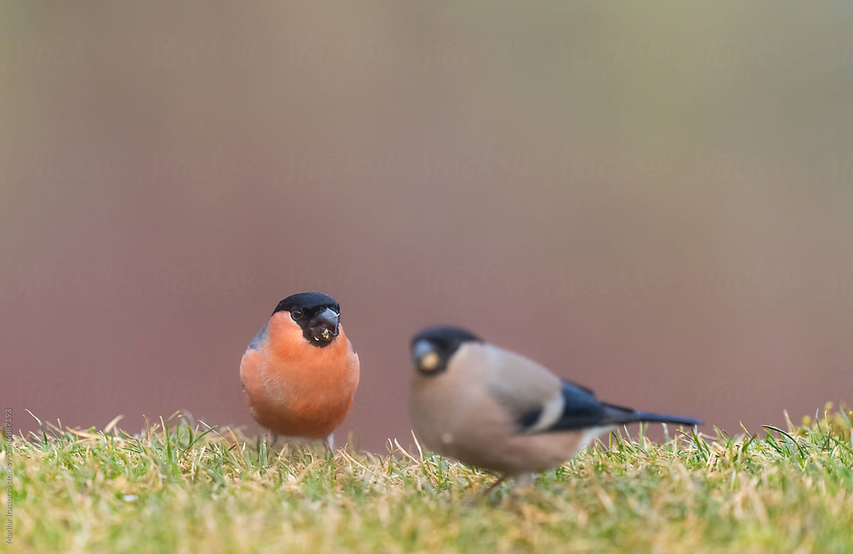 Male And Female Bullfinch Eating Seeds On The Ground
