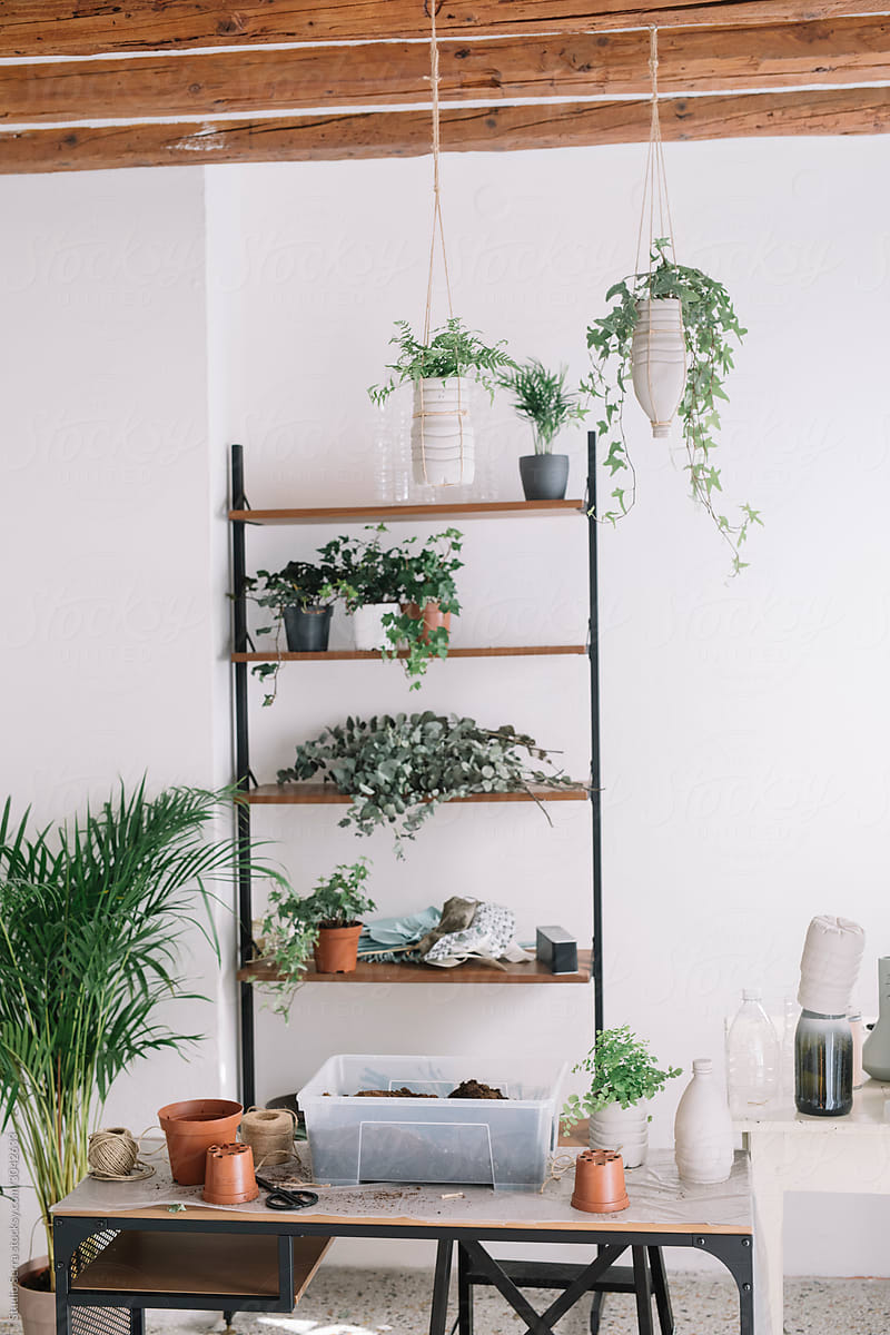 Studio With Hanging Plants and Shelves Full Of Small Plants