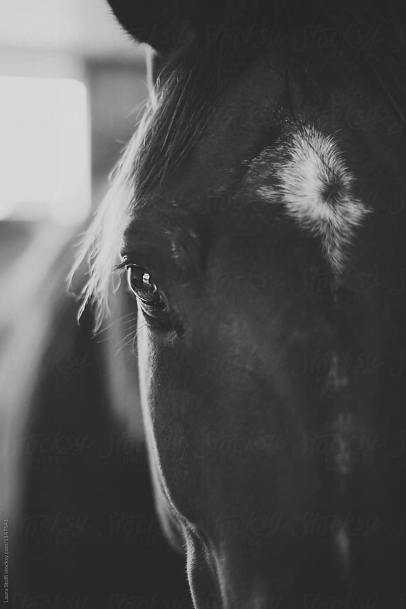 Close up of horse in black and white