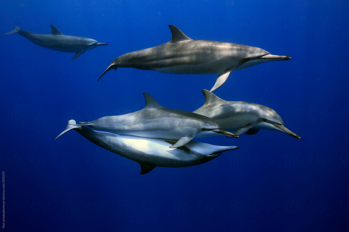 Wild Spinner dolphin mating