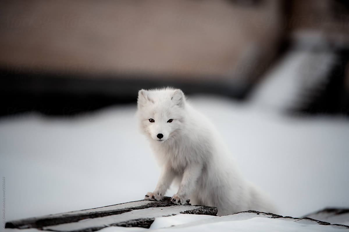 Curious fox lurking through arctic town