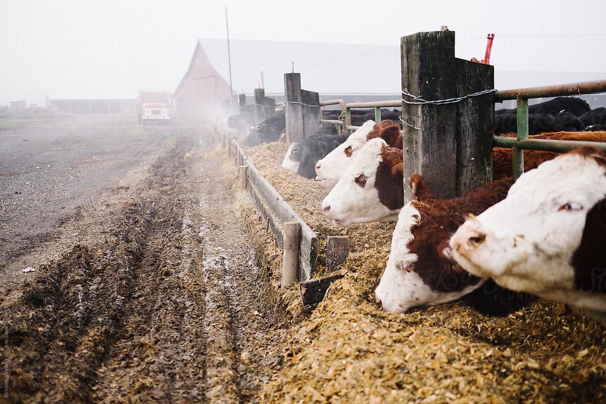 Cows eating out of a trough on a foggy day
