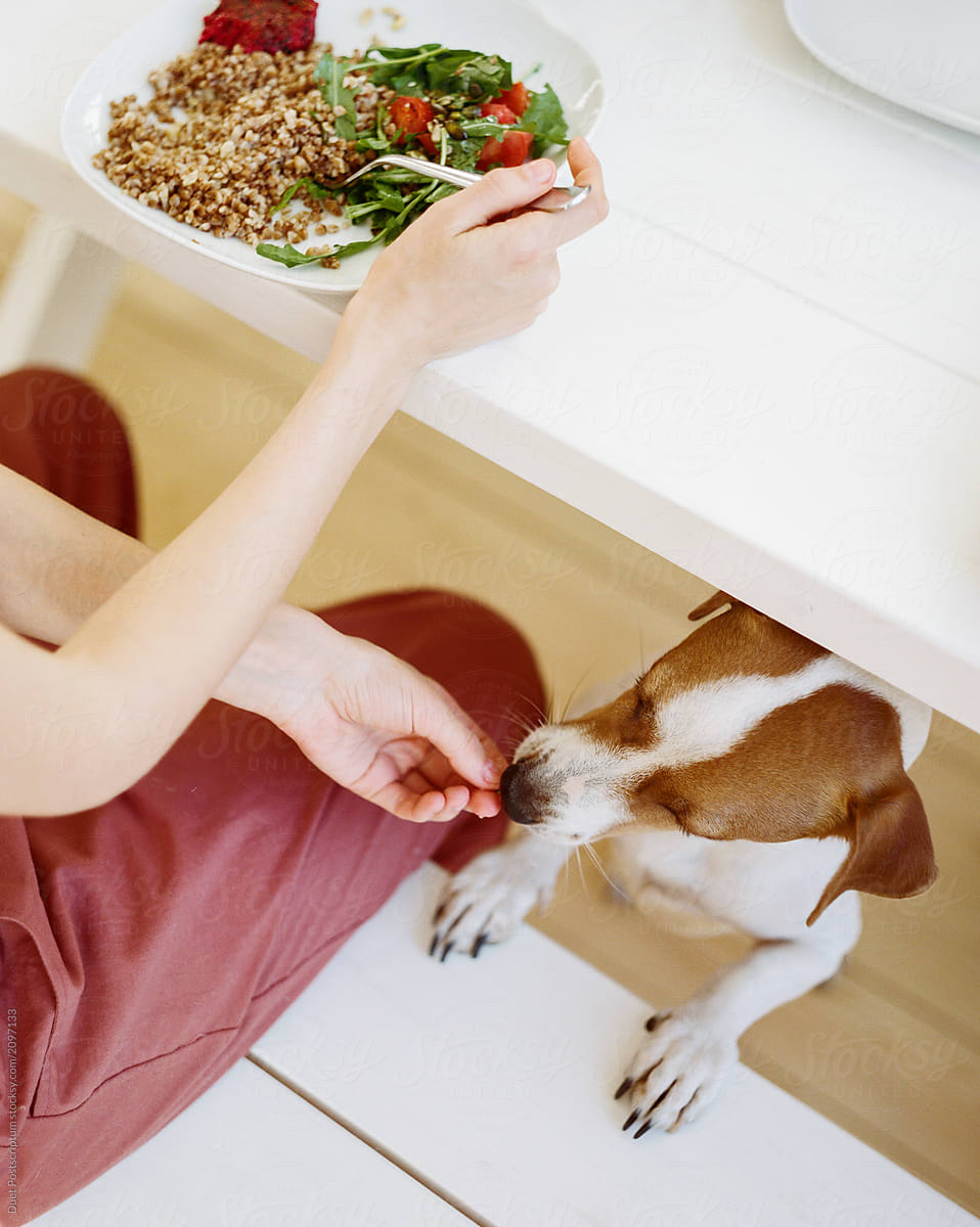 Crop woman feeding dog with human food