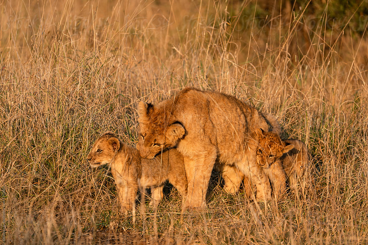 Lion family with cubs, maternity in Kruger National Park, South Africa