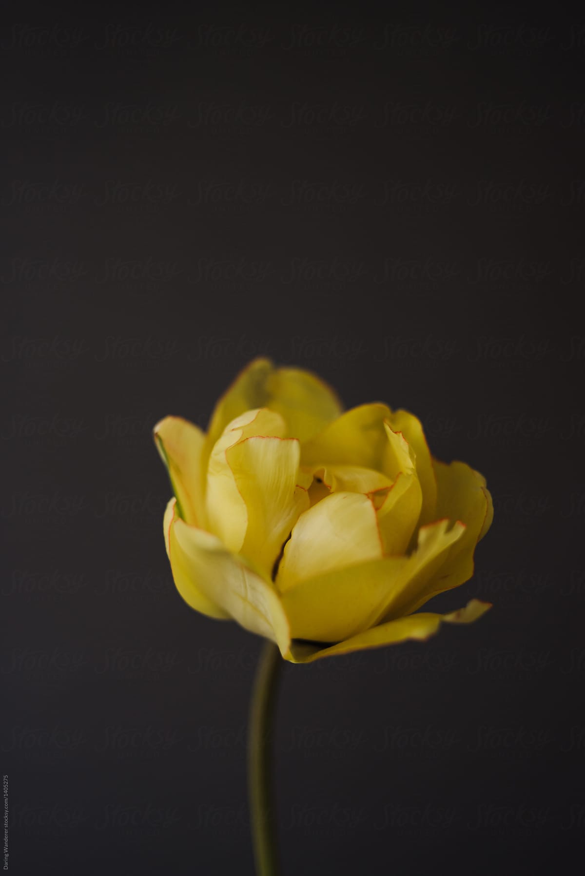 Single yellow tulip on dark background