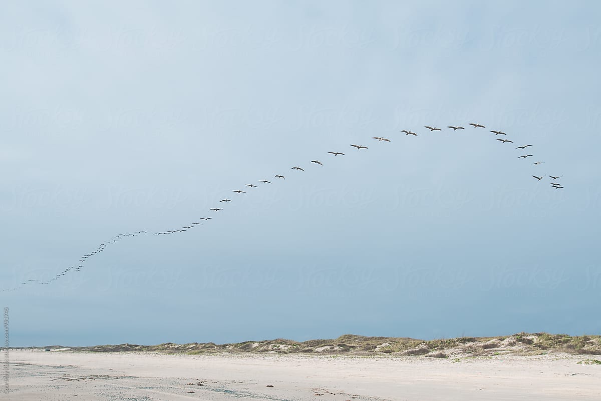 Pelicans flying over the Coast