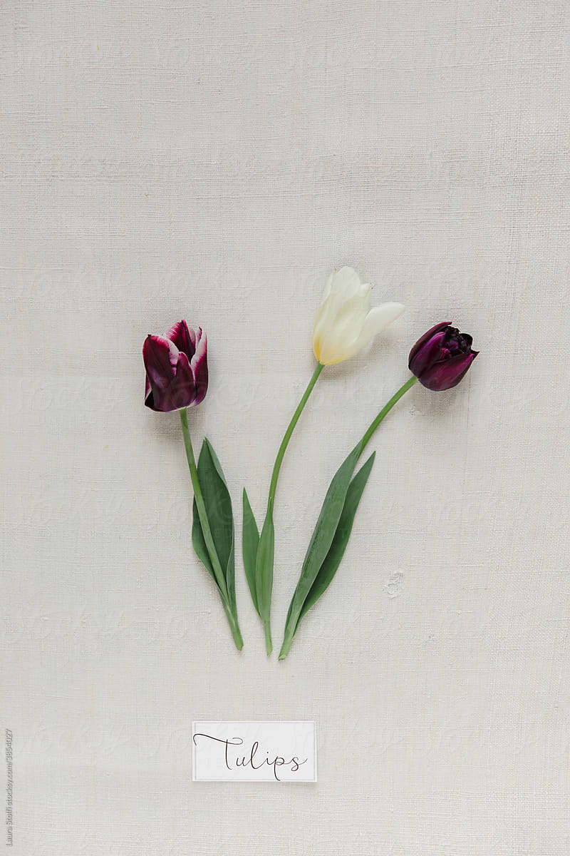 Word Tulips under flowers on fabric