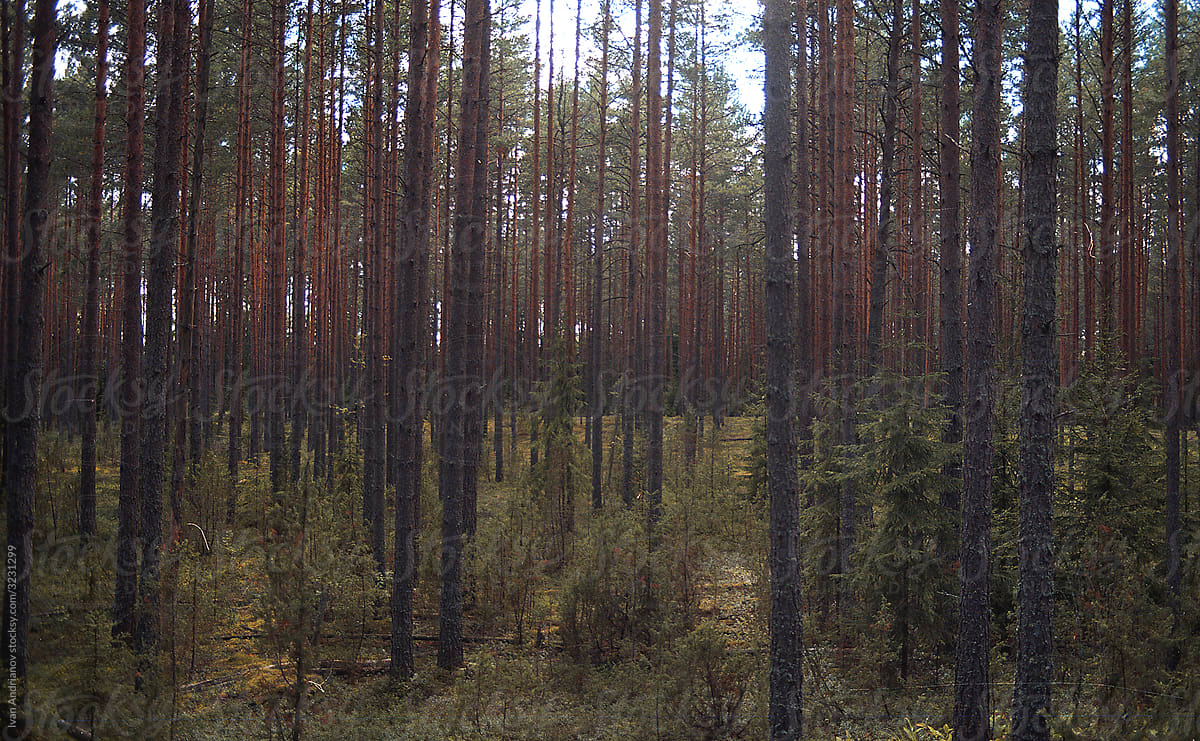 Nature Pine Forest
