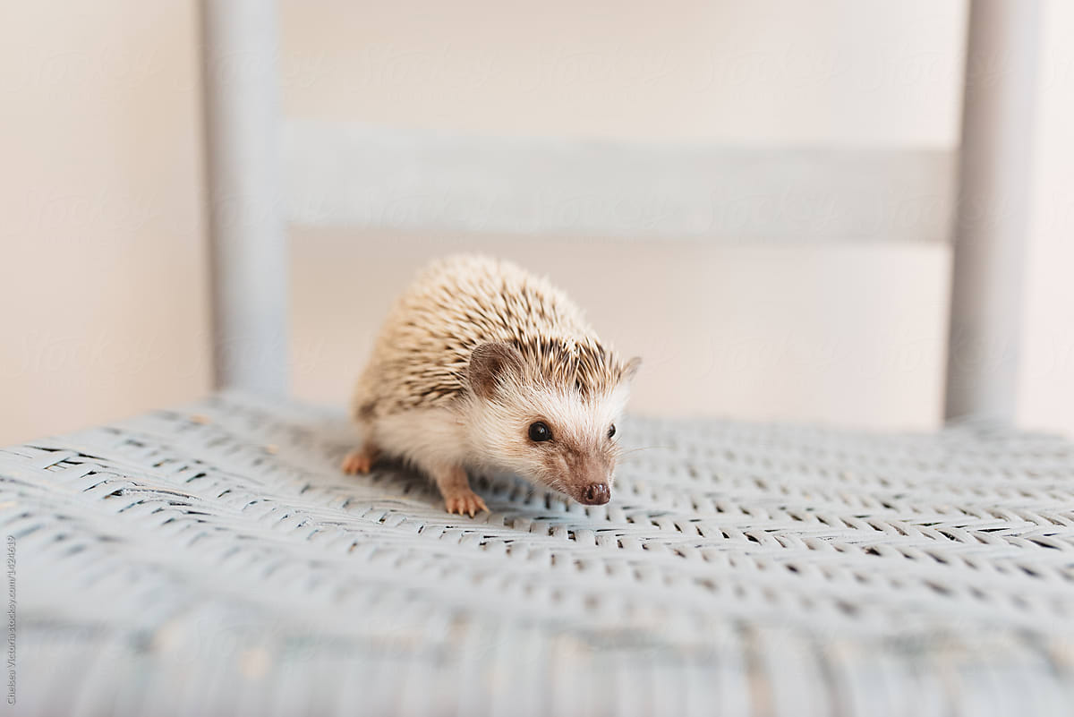 A baby hedgehog