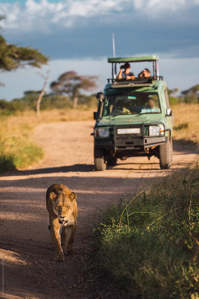 Lioness on the road with 4x4