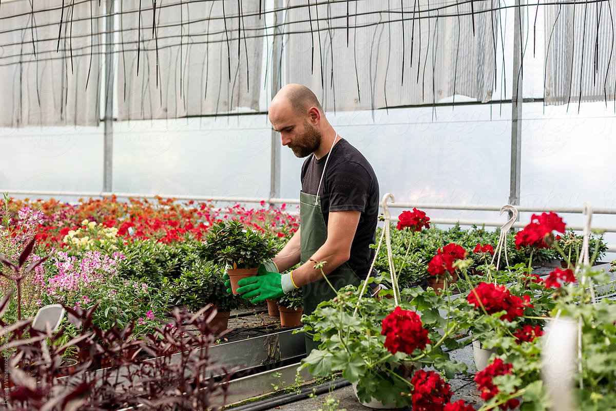 White man with beard working with plants inside orangery