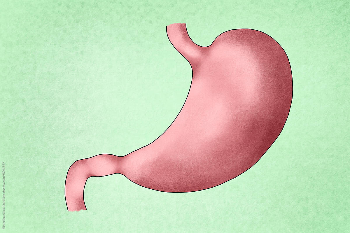 Human stomach illustration on green background