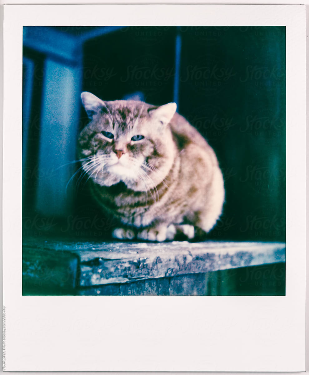 Fat Cat Portrait Shot on Vintage Polaroid