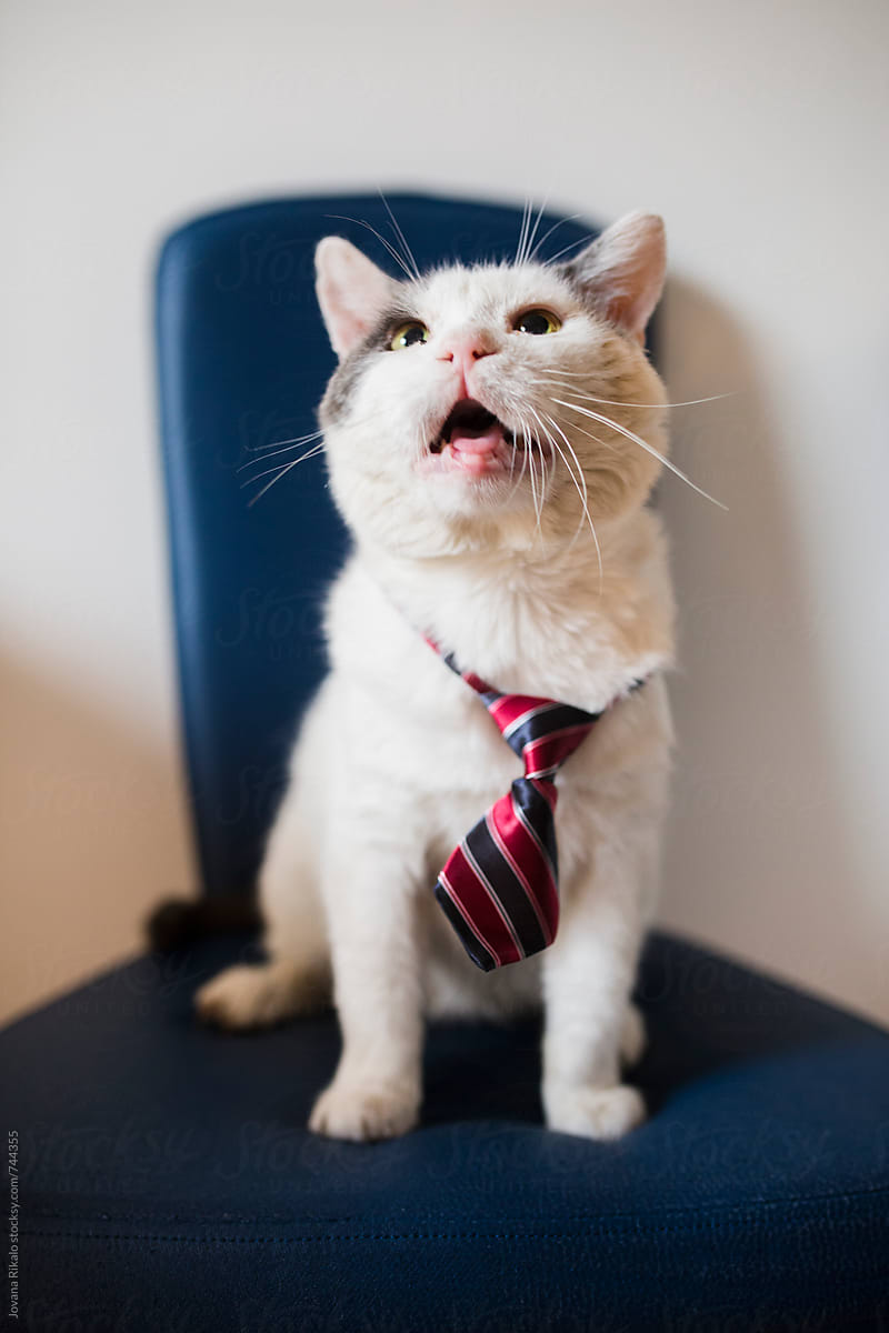 Fashionable cat with a tie