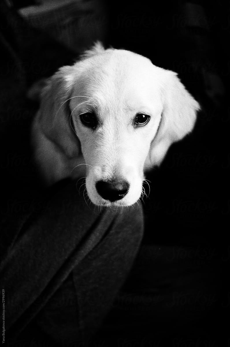 Black and white dog with sad eyes
