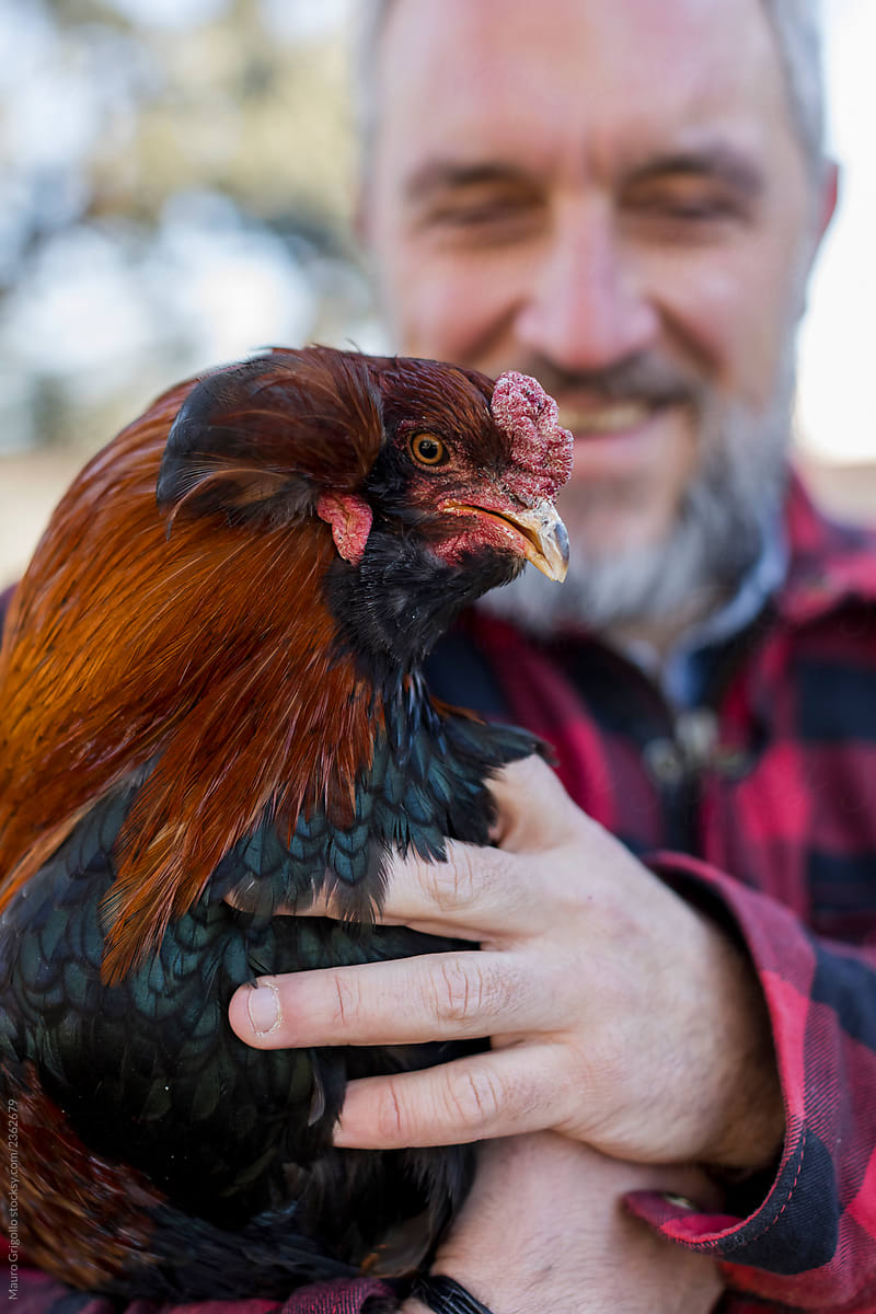 Portrait of a Man holding a Araucana chicken