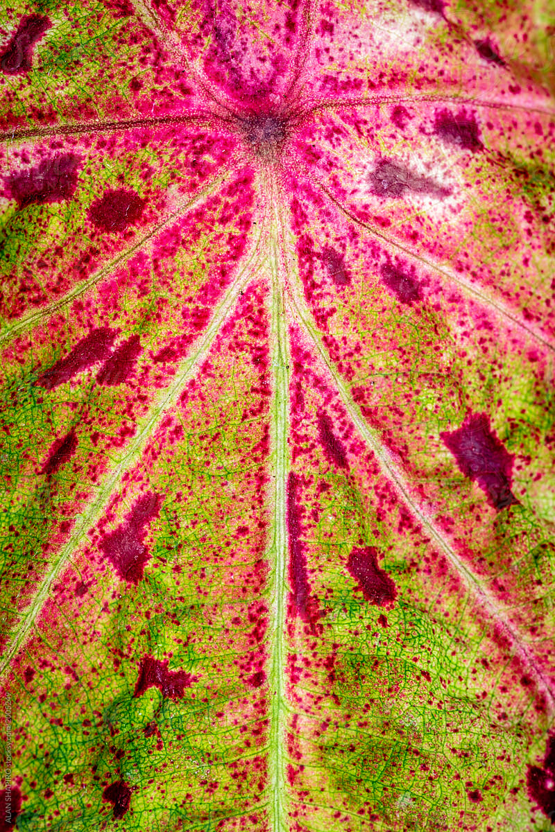 Caladium leaf macro