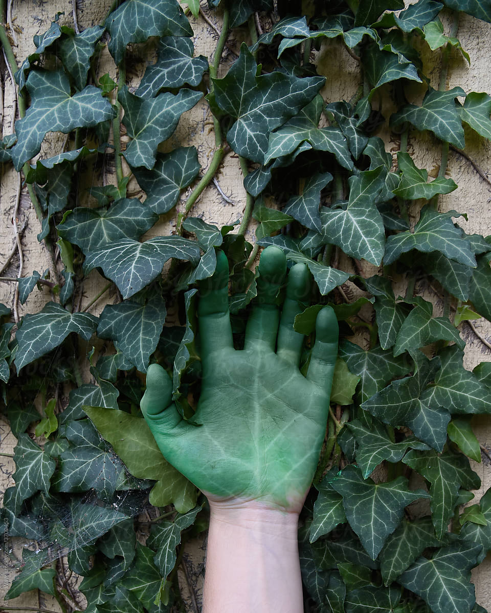 Green Ivy Hand Growing on Wall