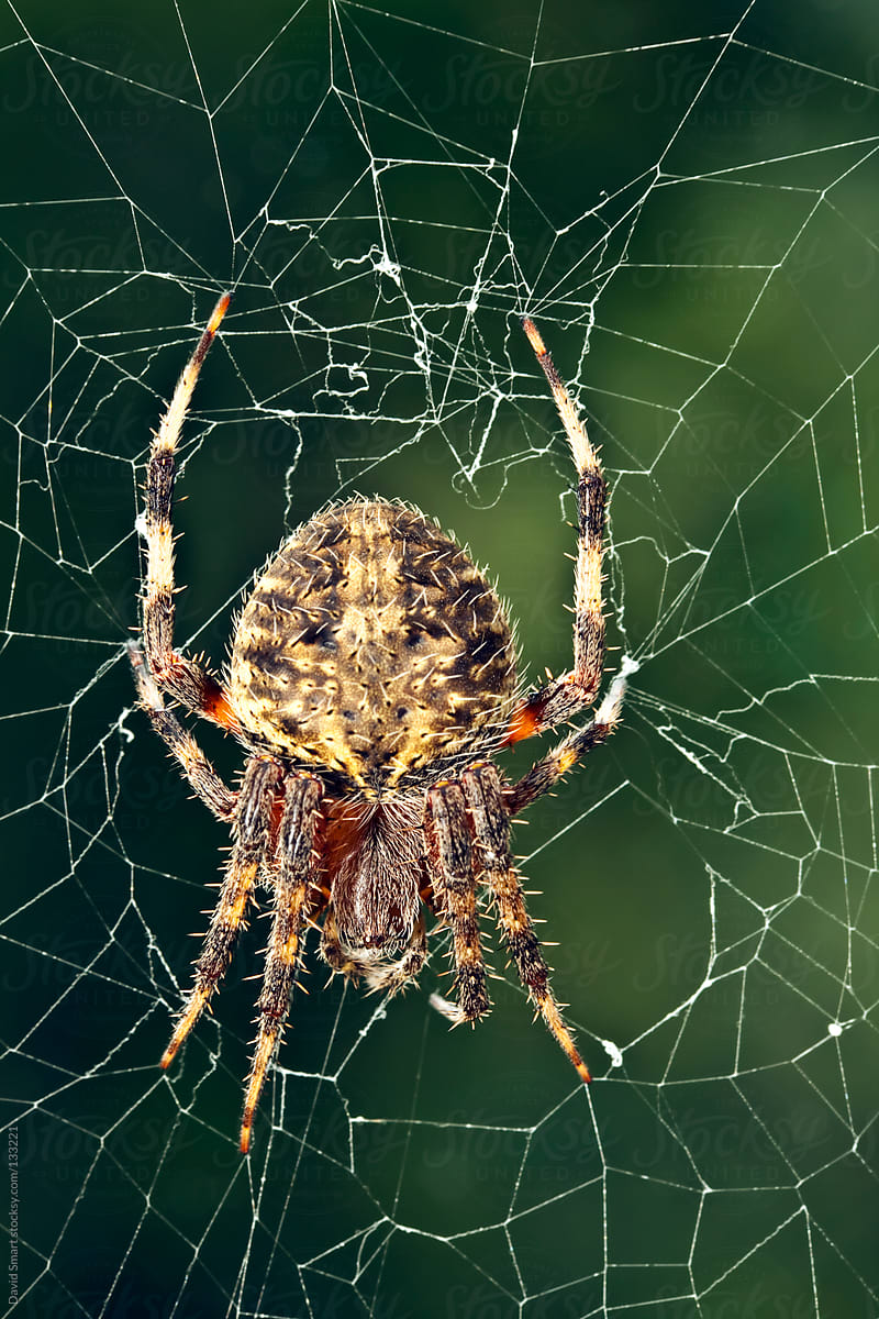 Spider on Ragged Web Against Green Background