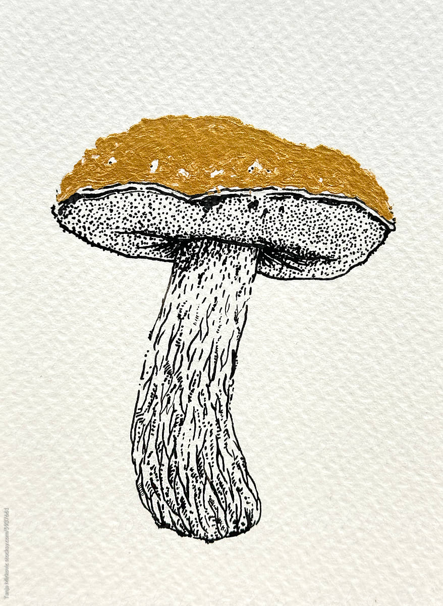 Mushroom Boletus Edulis drawing