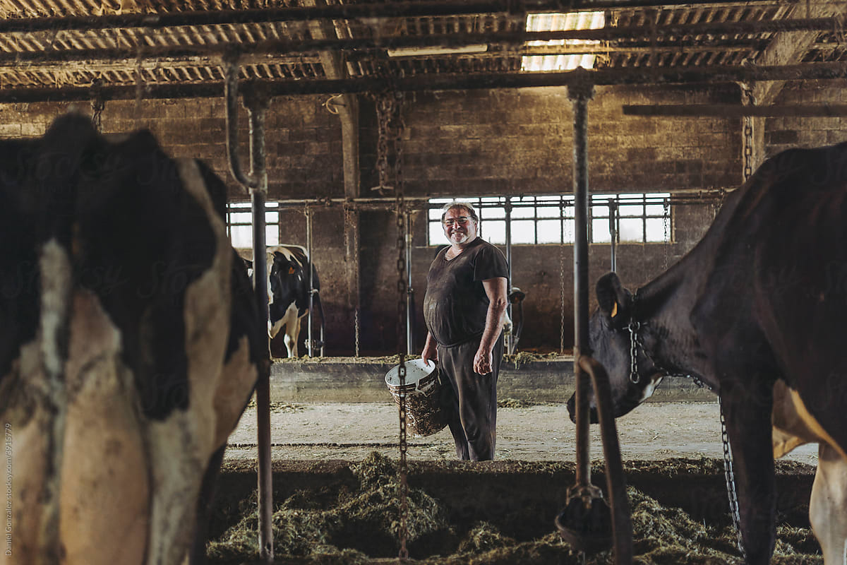 Portrait of a farmer among his cows
