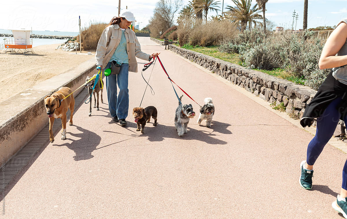 Dog Walker with five dogs by the seafront