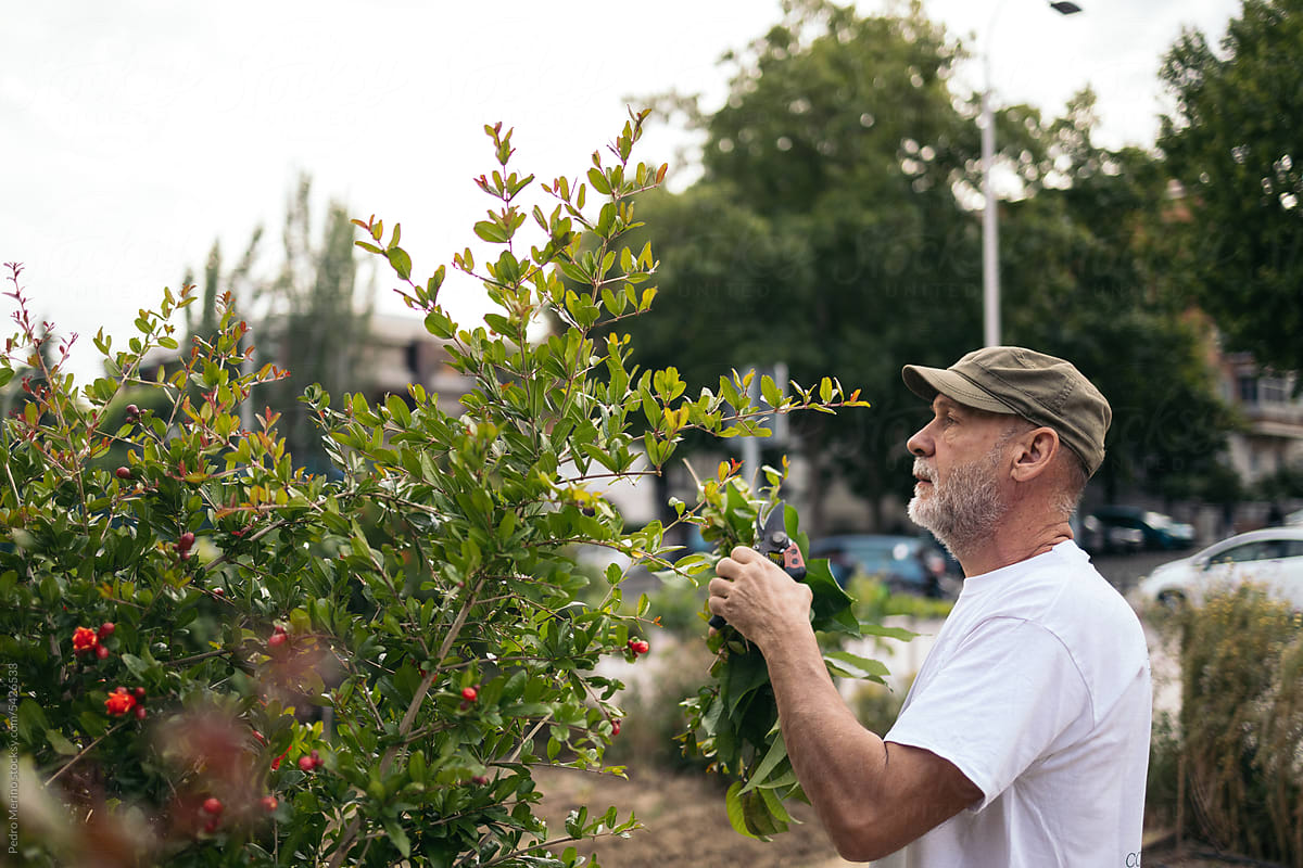 Mature man working in an urban orchard