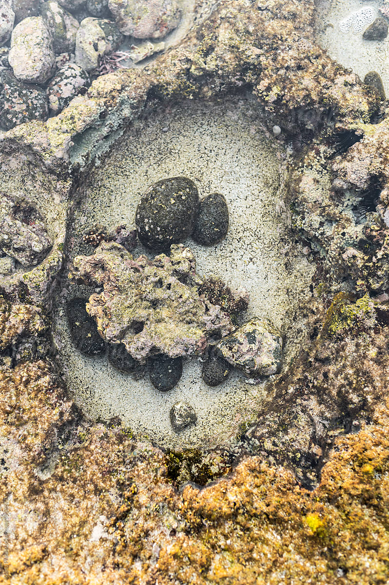 Abstract pattern of pebbles on the coral reef, \
 marine ecosystem