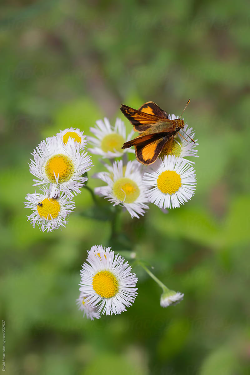 Folded wing skipper on a daisy fleabane flower