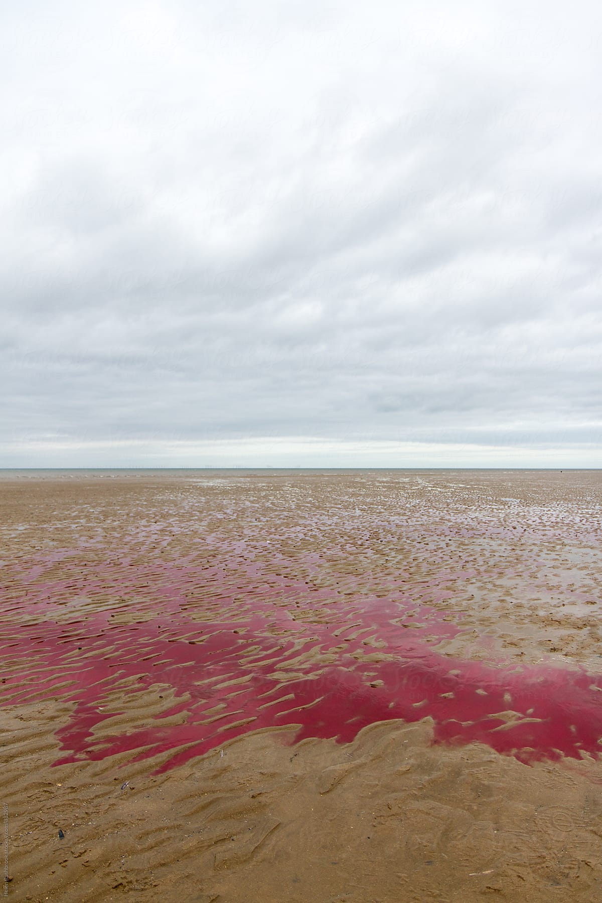 A pool of blood of a sperm whale on a beach