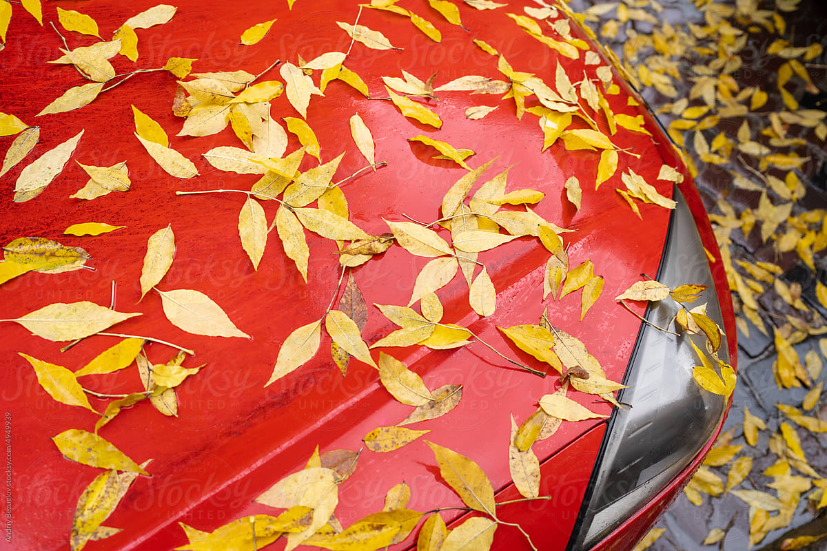 Autumn leaves in selective focus on car wipers and hood